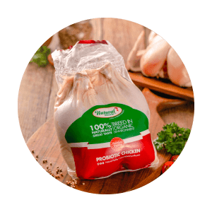 ayam negri probiotik